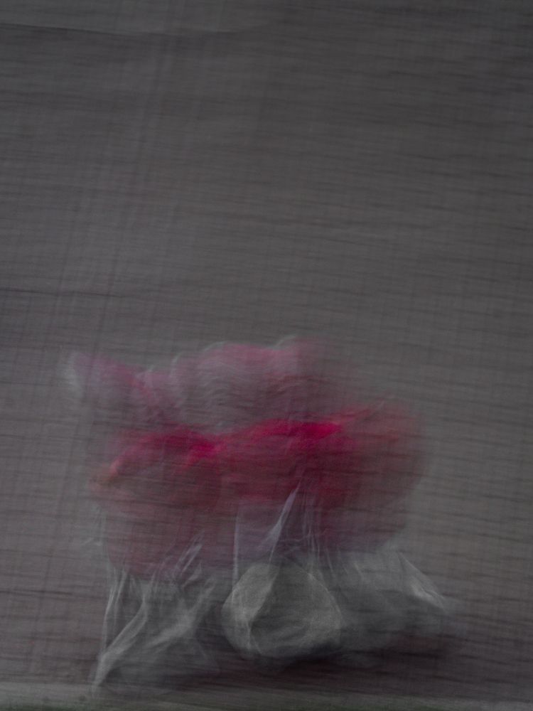 Фотография автора Camilo Rojas