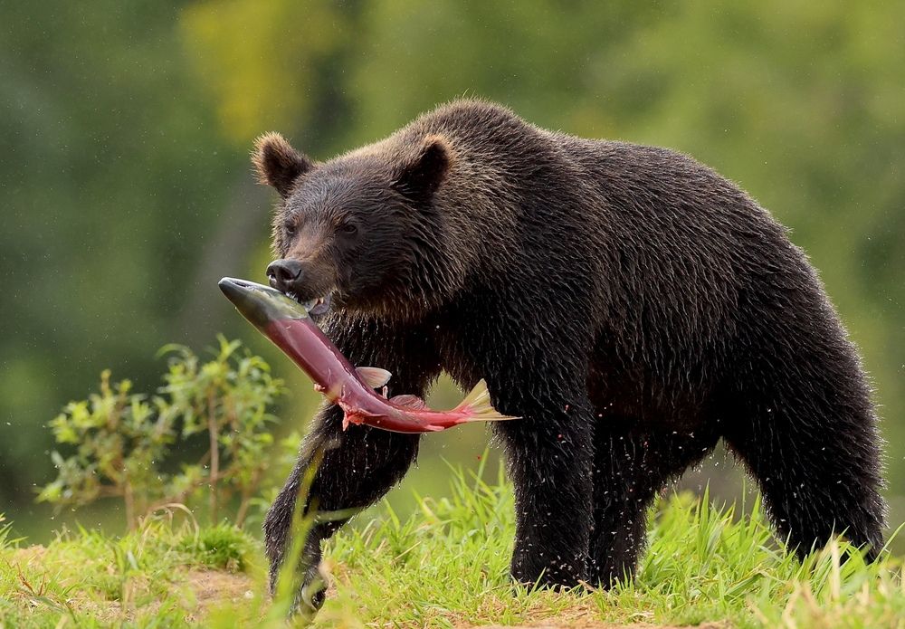 Photograph by Голубков Леонид