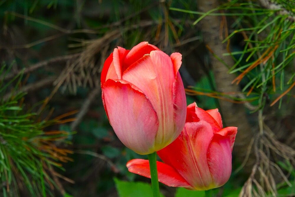 Photograph by jelena konickaja