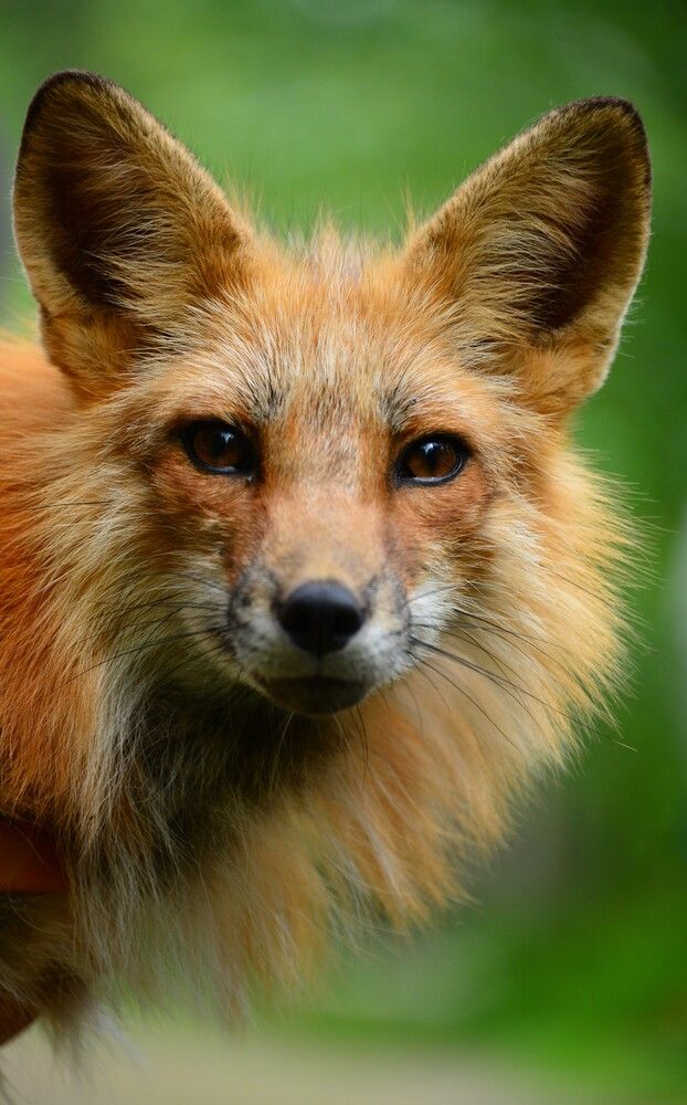 Фотография автора YURY RAMITSAN