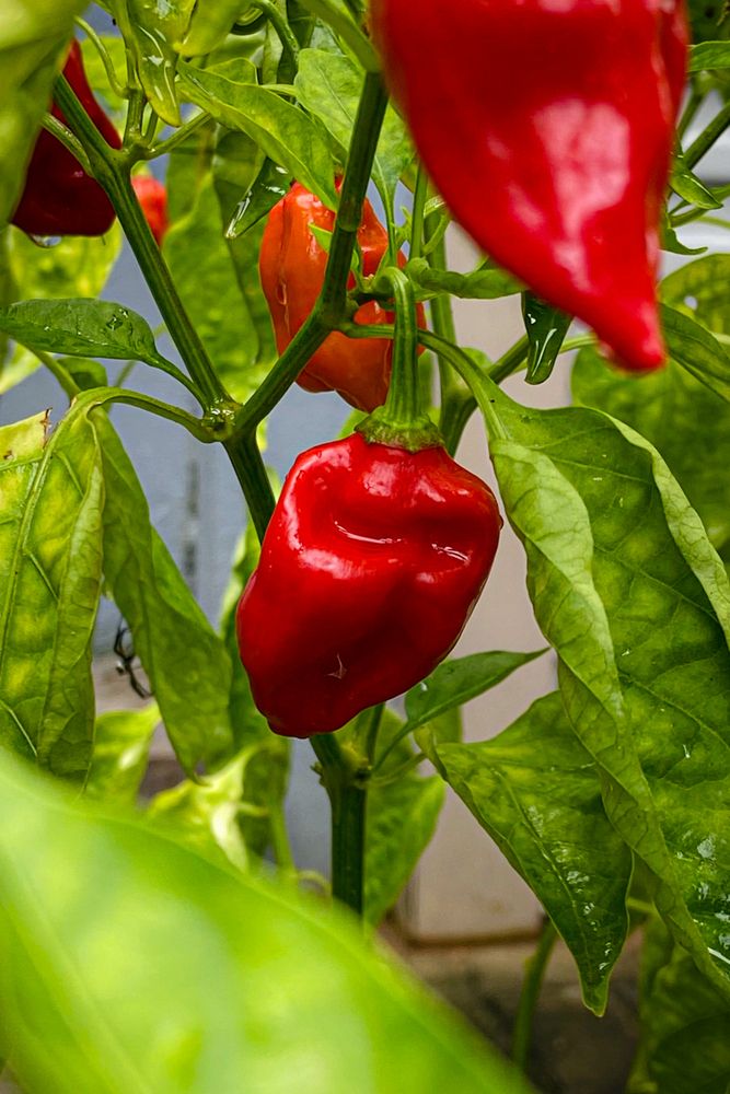 Фотография автора Kaveesha Rashmina