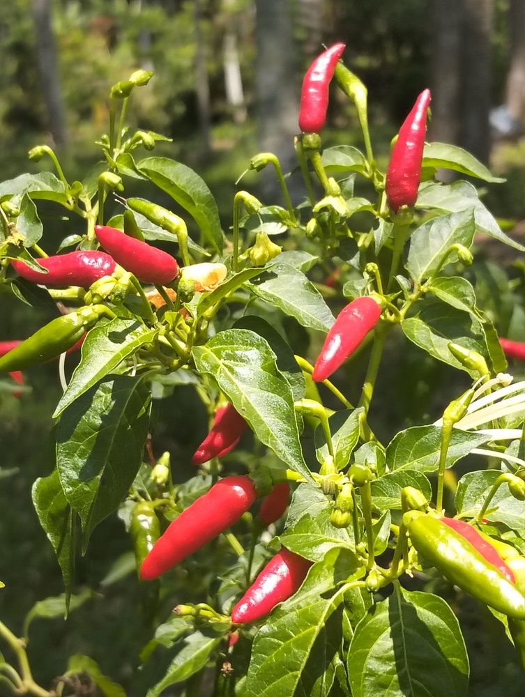 Photograph by Adal -