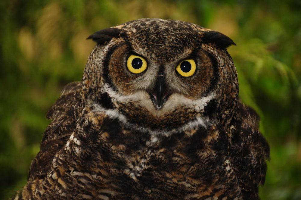 Фотография автора YURY RAMITSAN