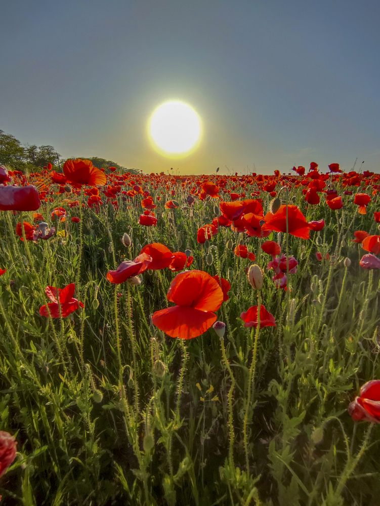 Фотография автора Татьяна Петренко