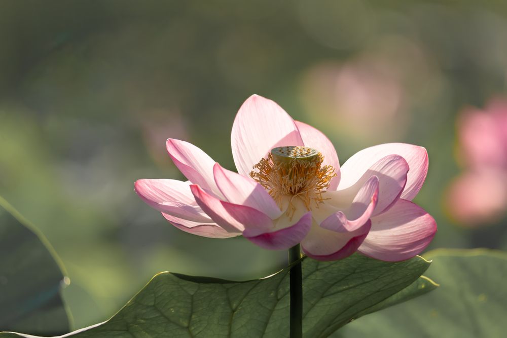 Фотография автора Гарус Виктория