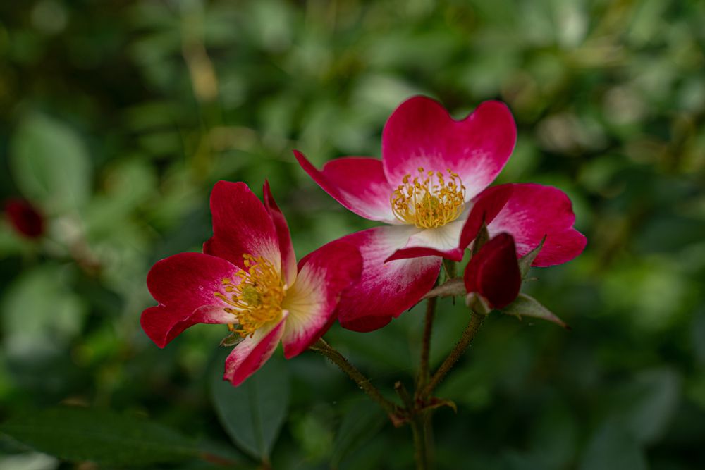 Photograph by Ирина Рыжова