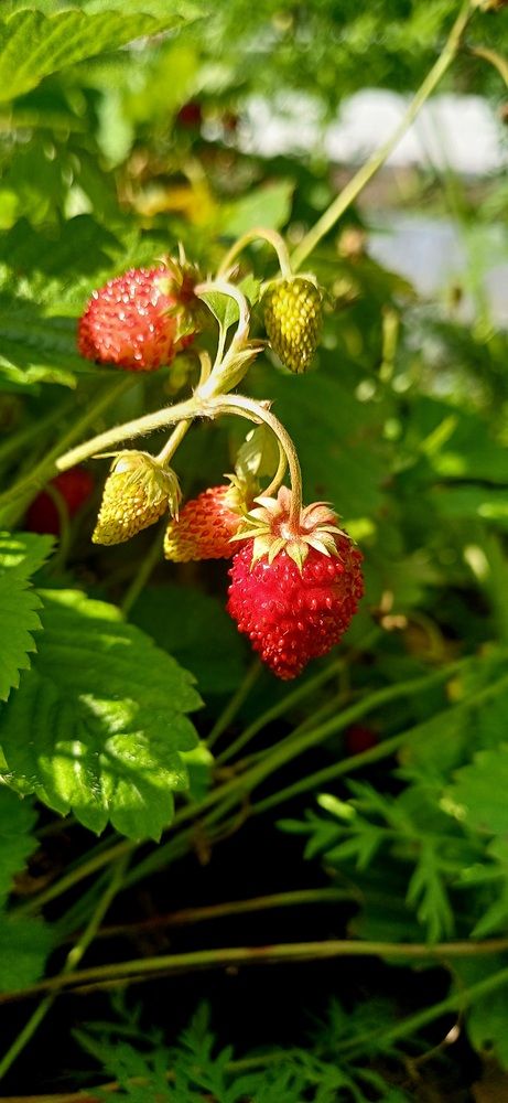 Photograph by Елена Воронова