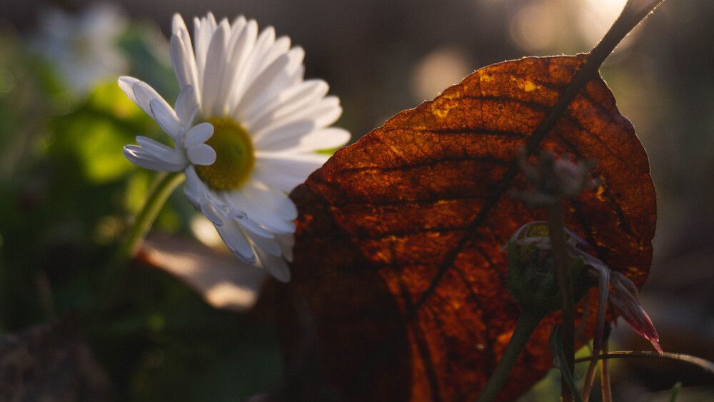 Photograph by Анна Маас