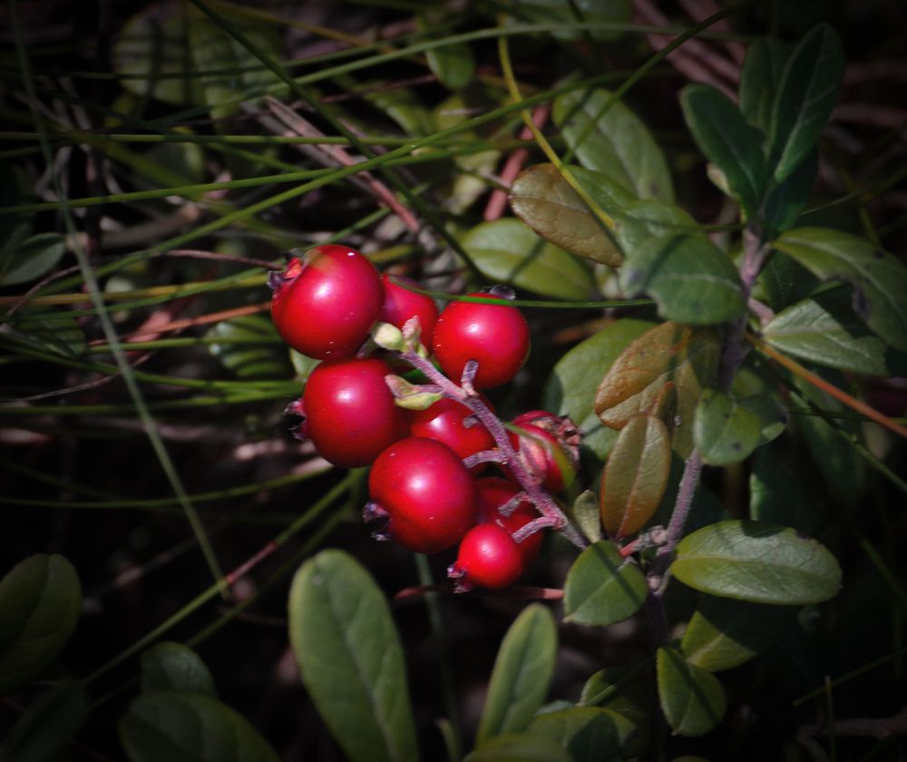 Photograph by Екатерина Казарцева