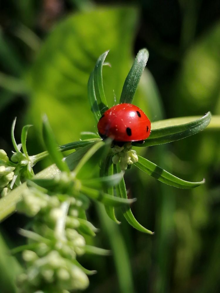Божья коровка отдыхает