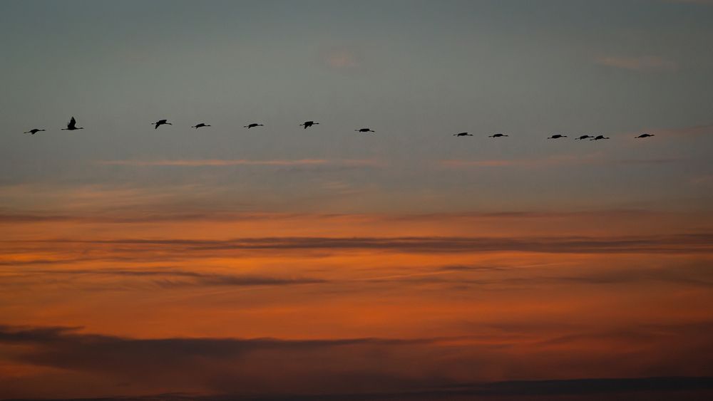 Фотография автора Krisztián Csalami