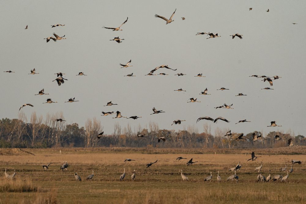 Фотография автора Krisztián Csalami