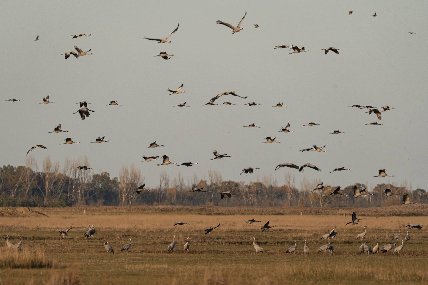 Фотография #12757414