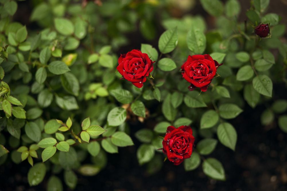 Photograph by Марина Киселева