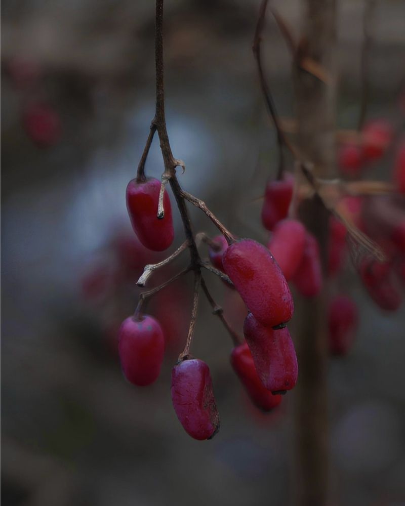 Фотография автора Lilitha Wut