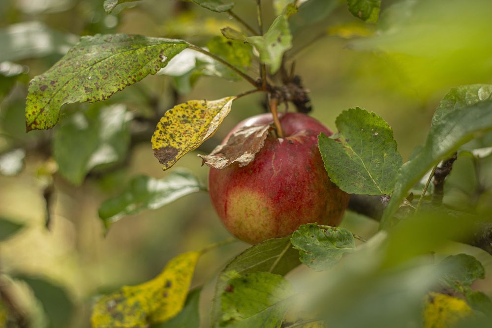 Photograph by Елена Беланенко