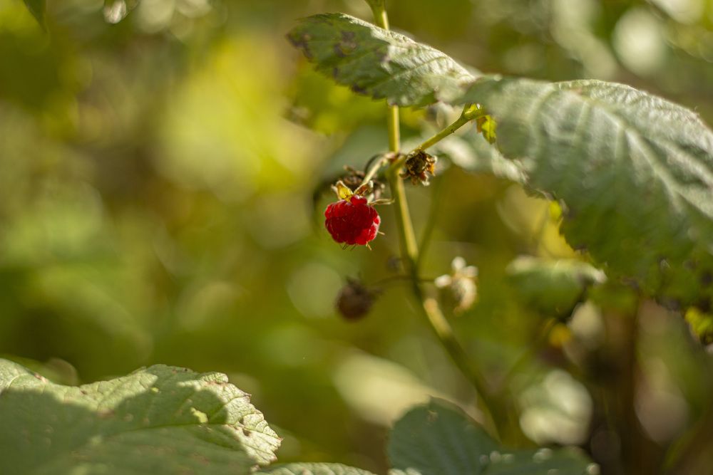 Photograph by Елена Беланенко