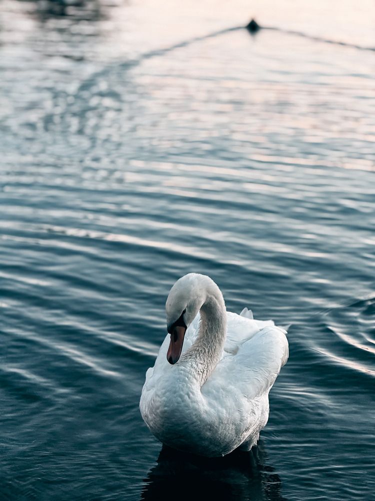 Photograph by Goutom Dey