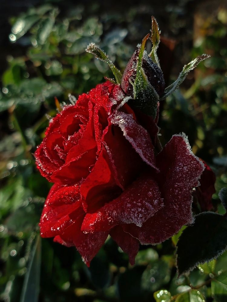 Photograph by Екатерина Зязина