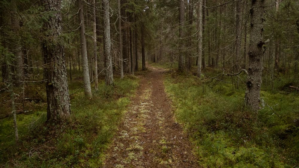 Фотография автора Boris Yakovlev