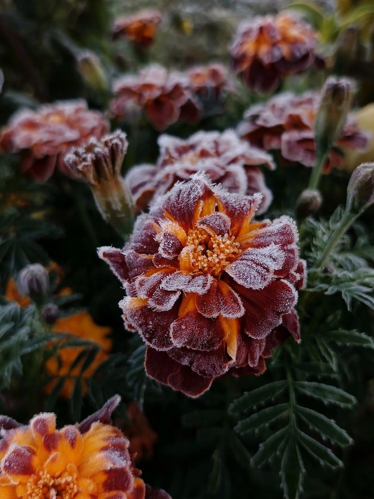 Заснеженные цветы