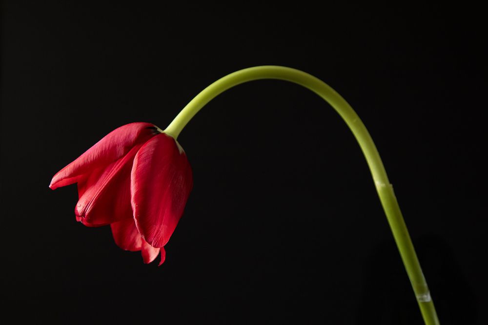 Photograph by وفاء يريمي