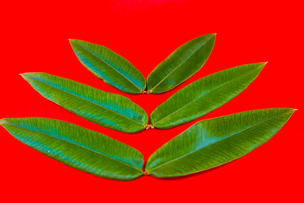 Photograph by Juliana