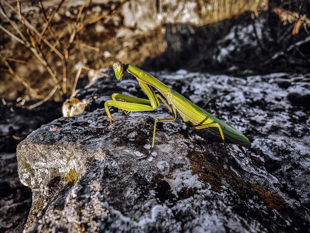 Mantis religiosa