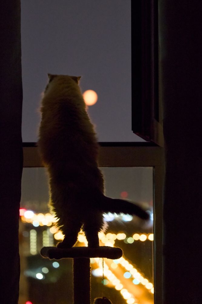 Кот смотрит на луну в полнолуние