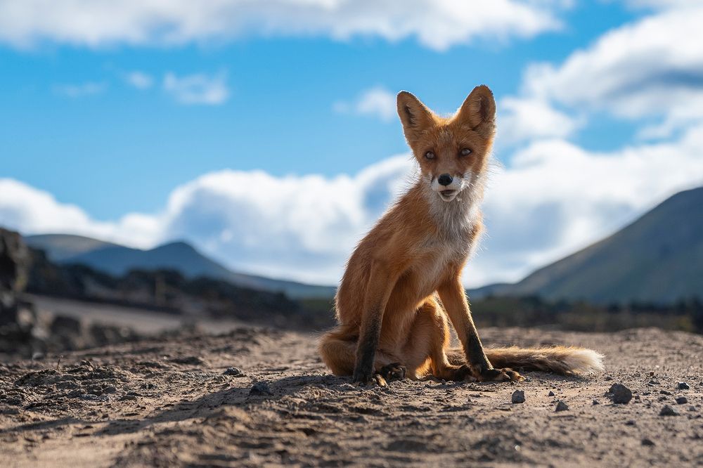 Лисица-огнёвка в районе Горелого вулкана, Камчатский край