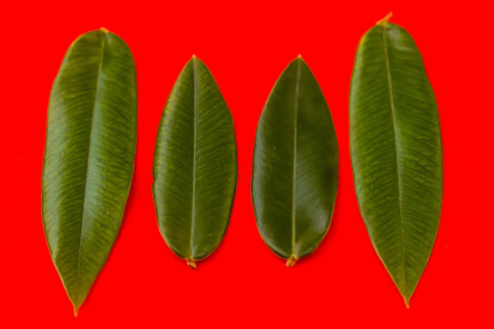 Photograph by Juliana