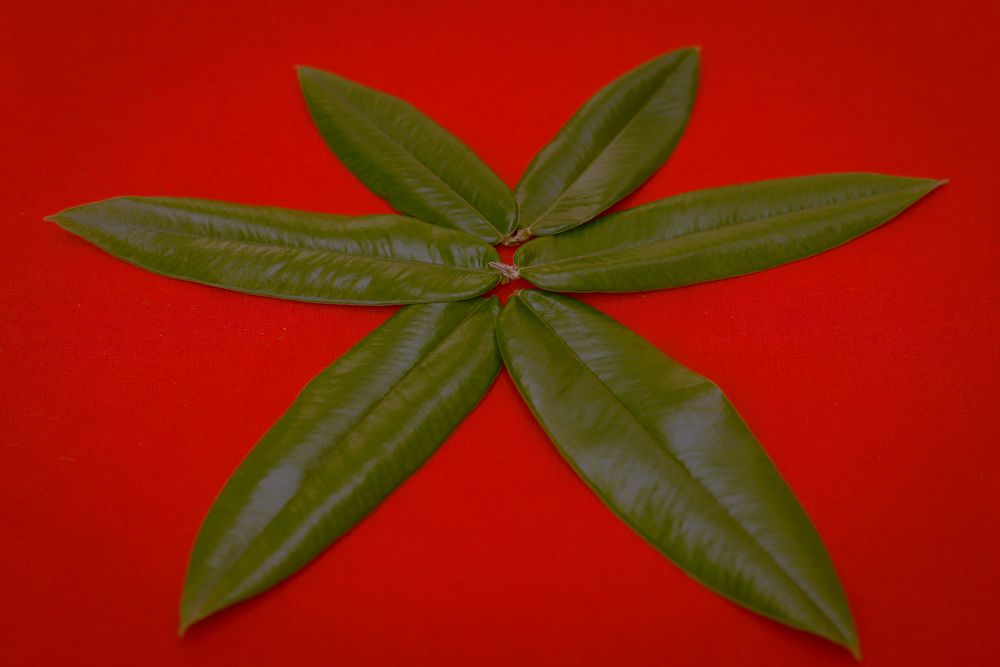 Photograph by Juliana