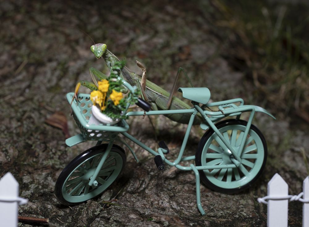 Фотография автора Angela Miller