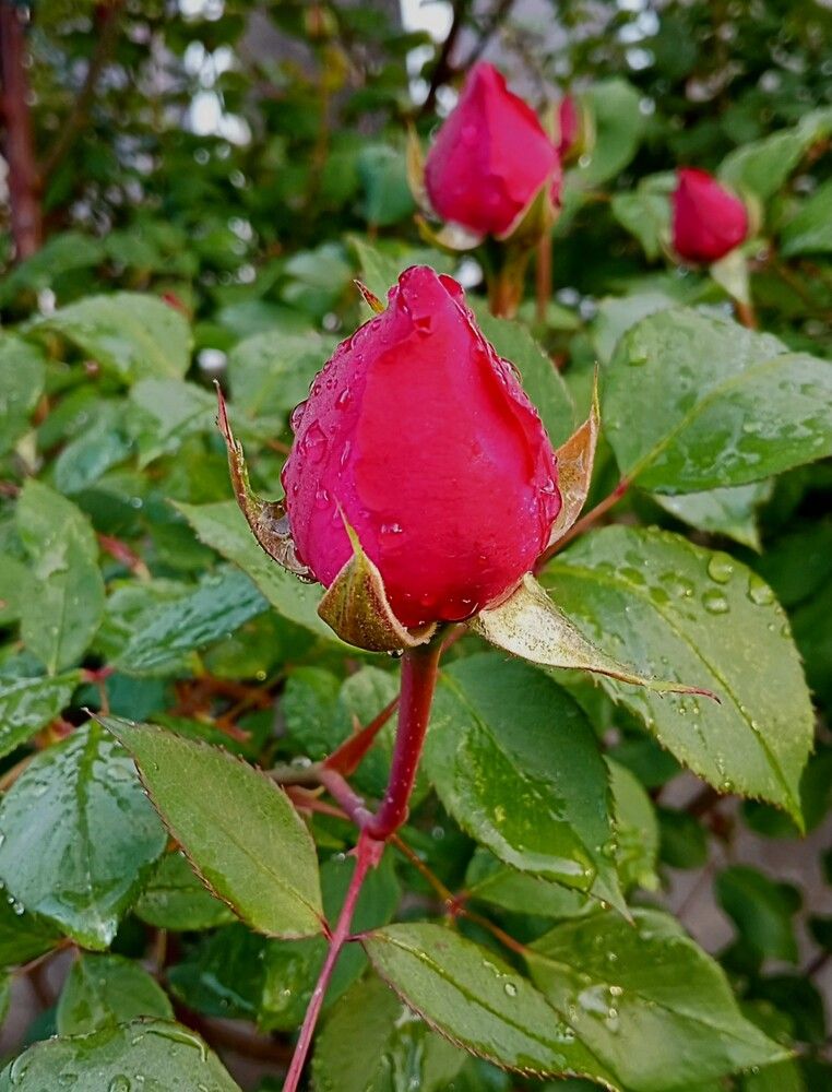 Фотография автора Hormat Alakbarova