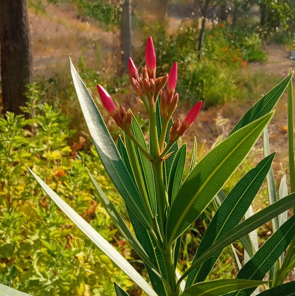 Фотография автора Hormat Alakbarova