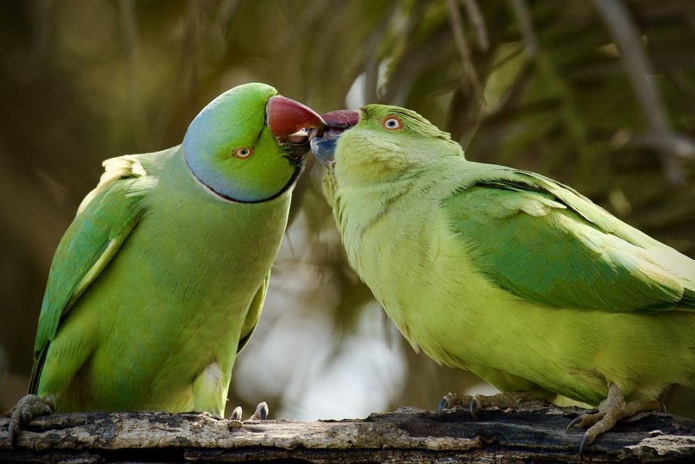 Фотография автора BIPLAB MISRA