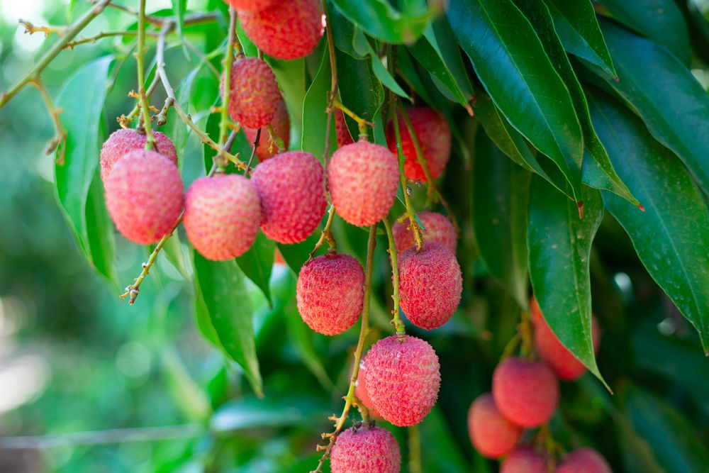 Photograph by Lada Tregubov