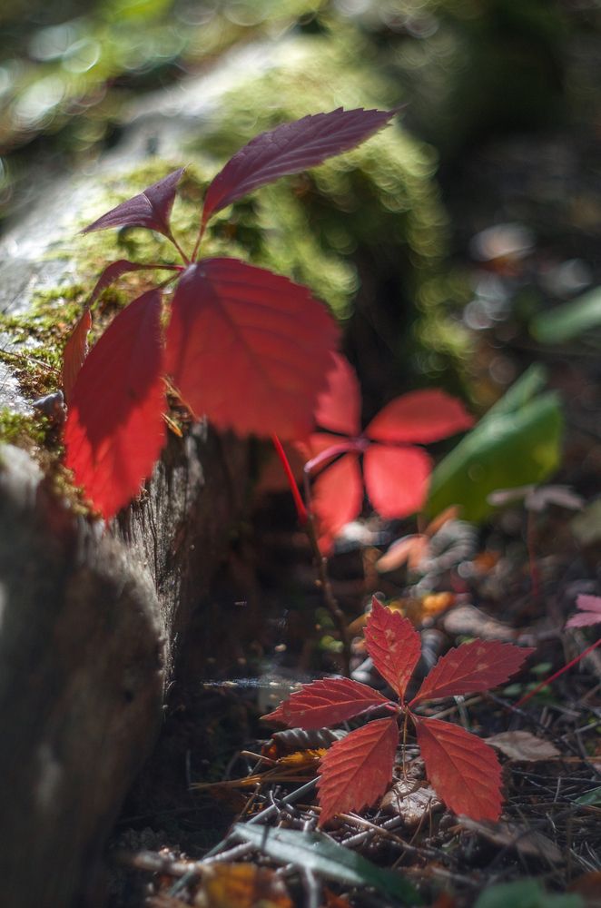 Photograph by Татьяна Бардак