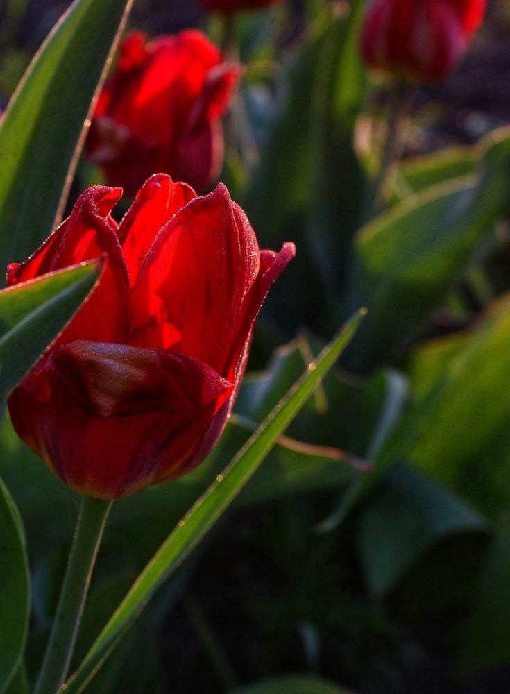 Photograph by АЛЛА ТАРАСЕНКО