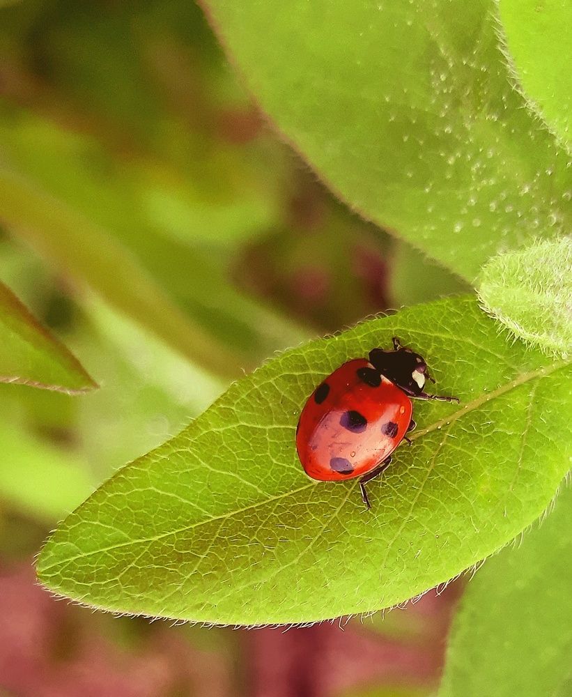 Фотография автора Ольга Кунакова