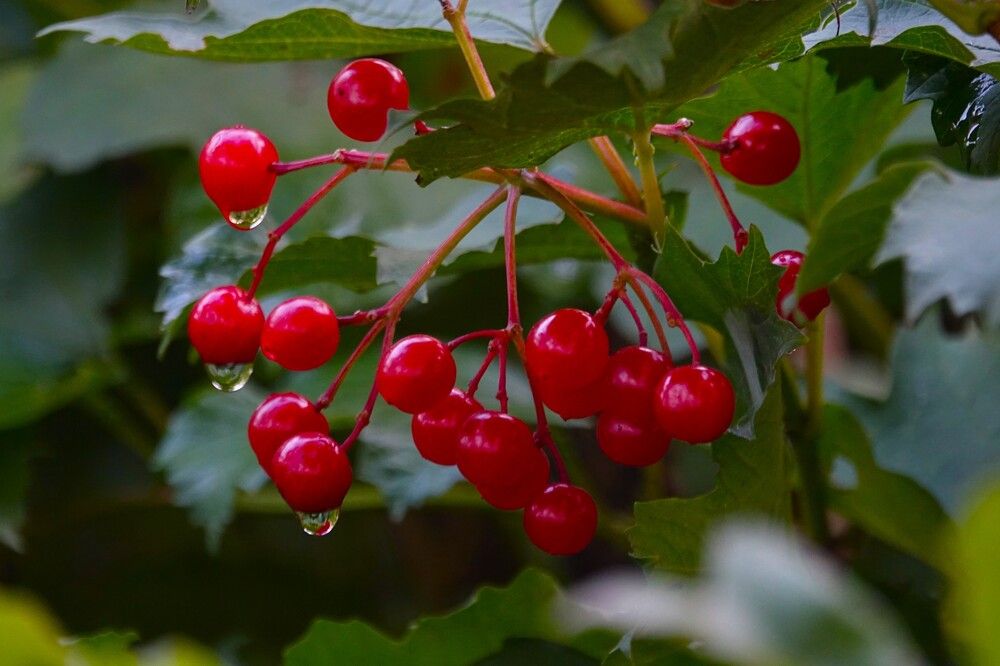 Photograph by jelena konickaja