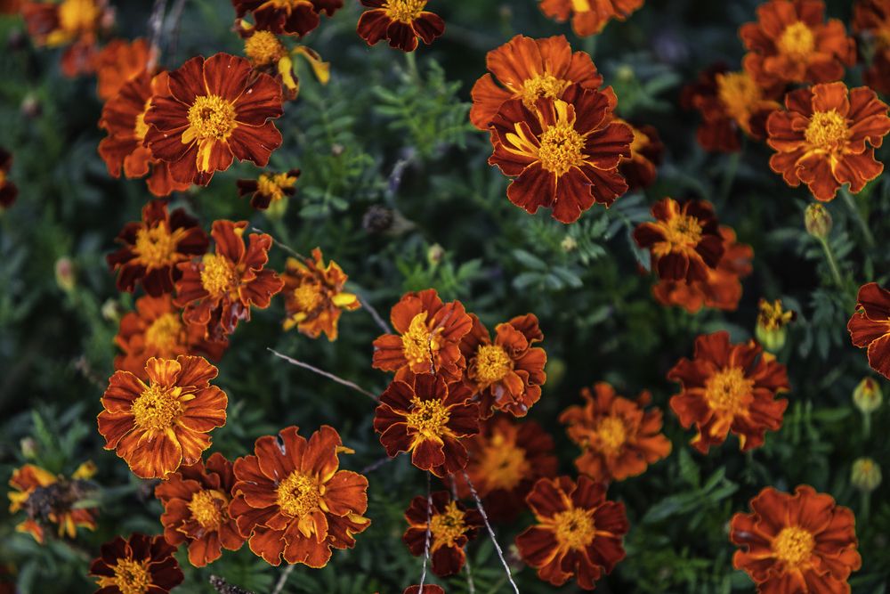 Фотография автора Михаил Лупина