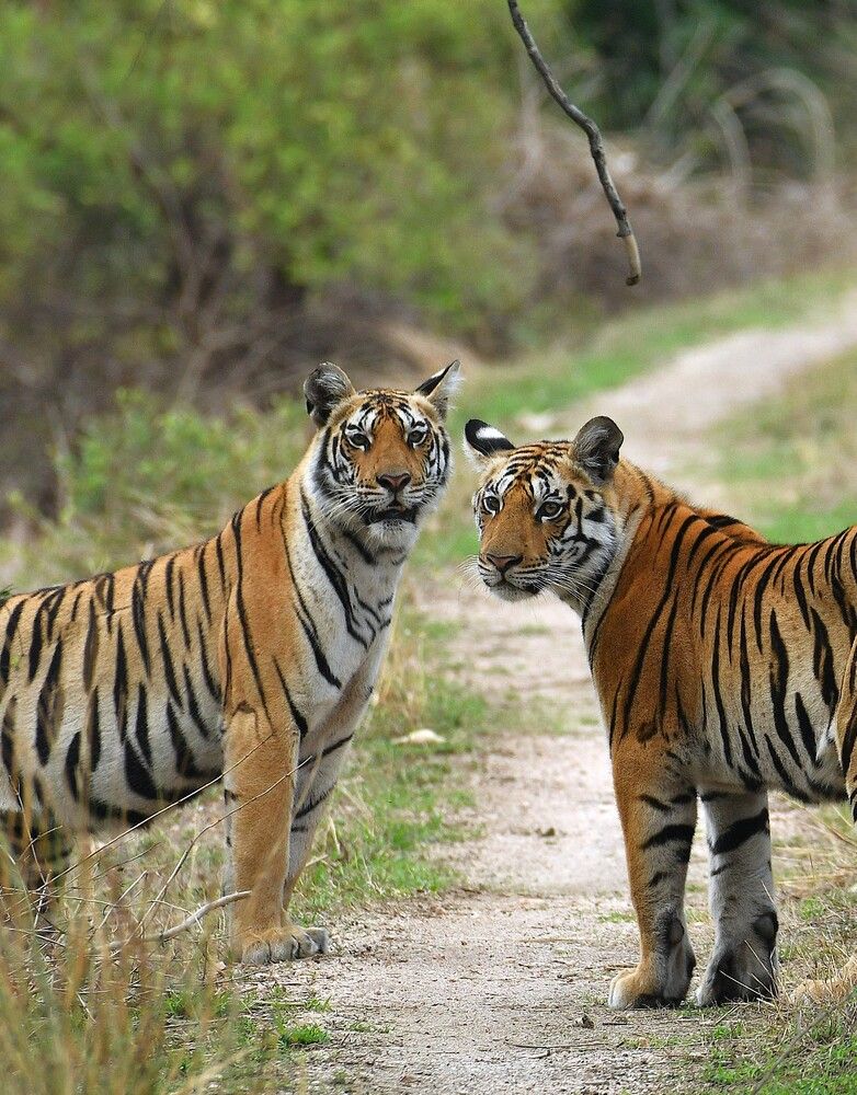 Photograph by Preet saluja