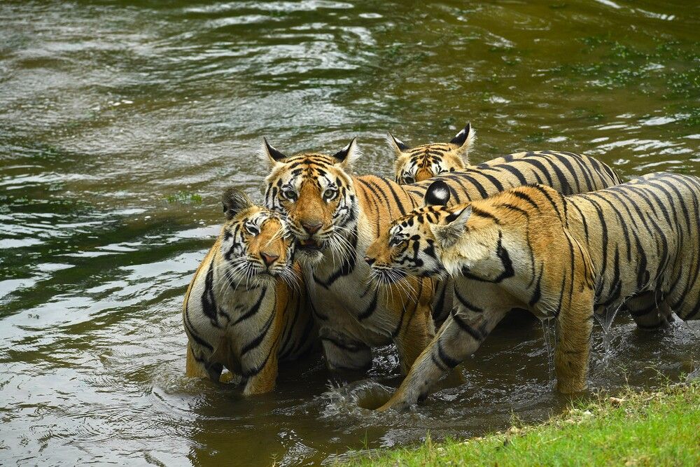 Photograph by Preet saluja