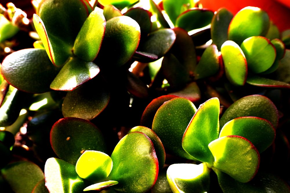 Photograph by Ernest Spiteri Gonzi