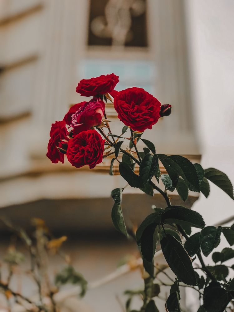 Photograph by Maedeh Sharifi