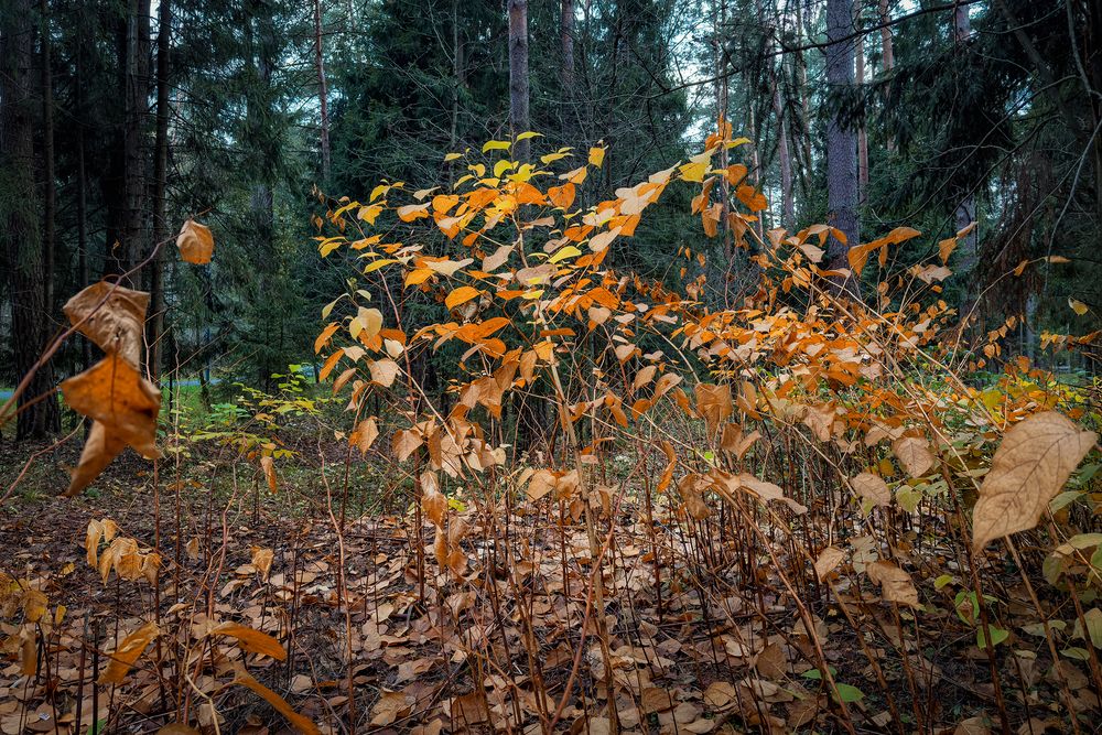 Photograph by Юрий Михайлович Головкин