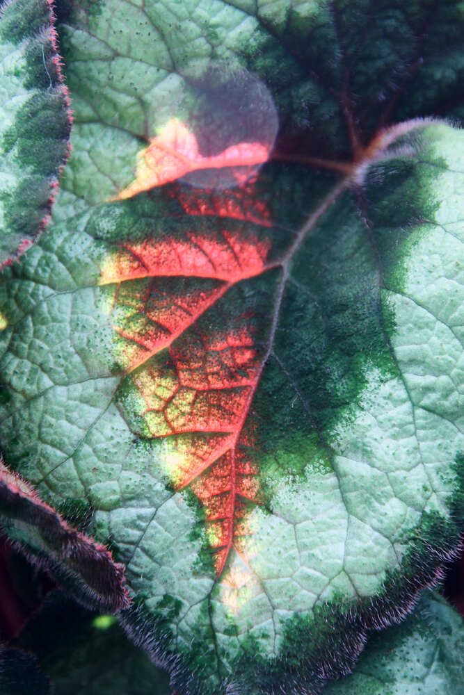 Фотография автора Ron Niv