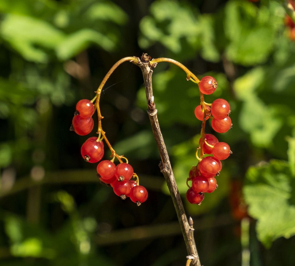 Photograph by Елена Маракулина