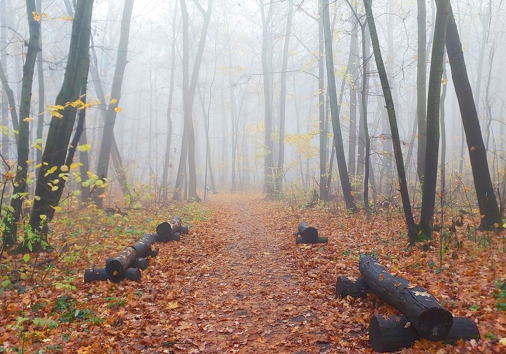 Photograph by Вячеслав Кровопусков